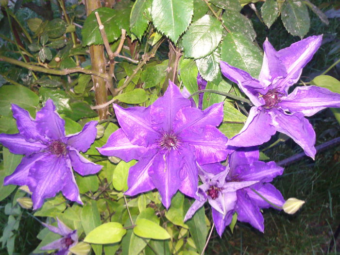 Photo3750 - 2015 Clematis