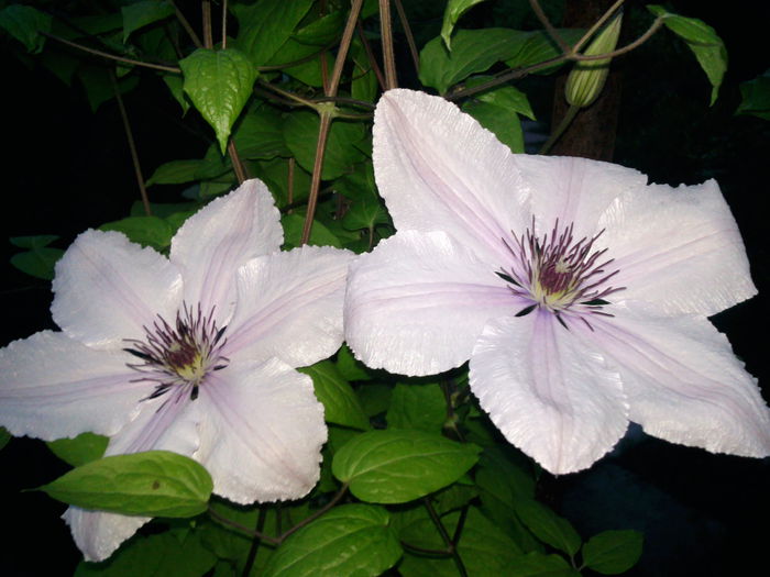 Photo3751 - 2015 Clematis