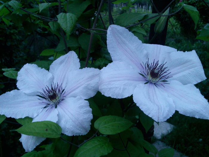 Photo3755 - 2015 Clematis