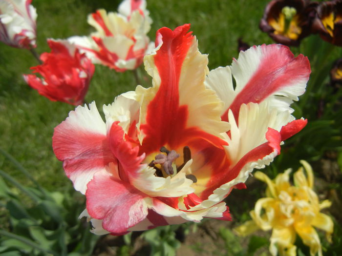 Tulipa Flaming Parrot (2015, May 01)