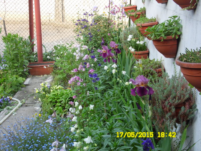 SAM_0034 - CALDARUSE