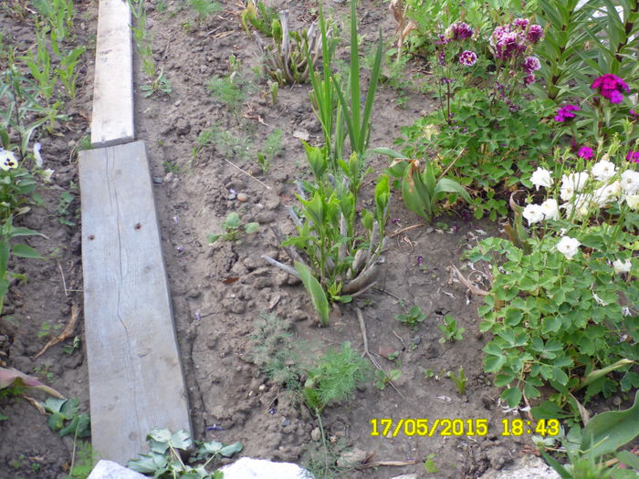 SAM_0037 - CALDARUSE