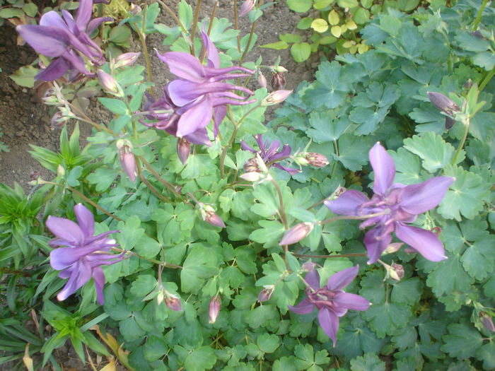aquilegia