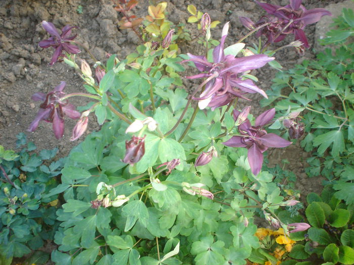 aquilegia