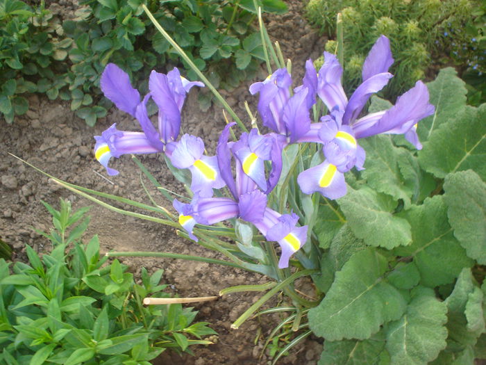 iris hollandica