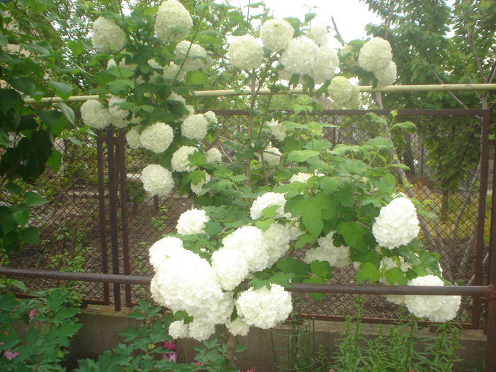 viburnum