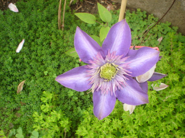 clematis Multi blue