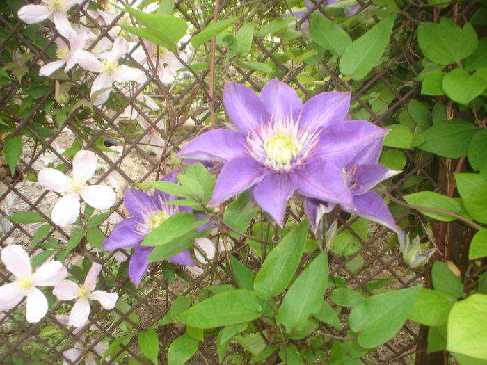 clematis Multi blue