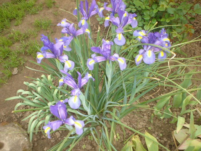 iris hollandica