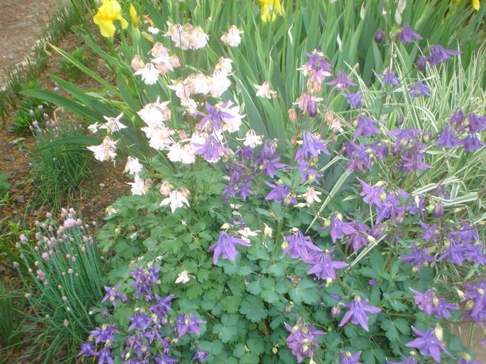 aquilegia