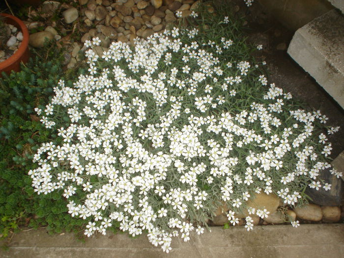 cerastium