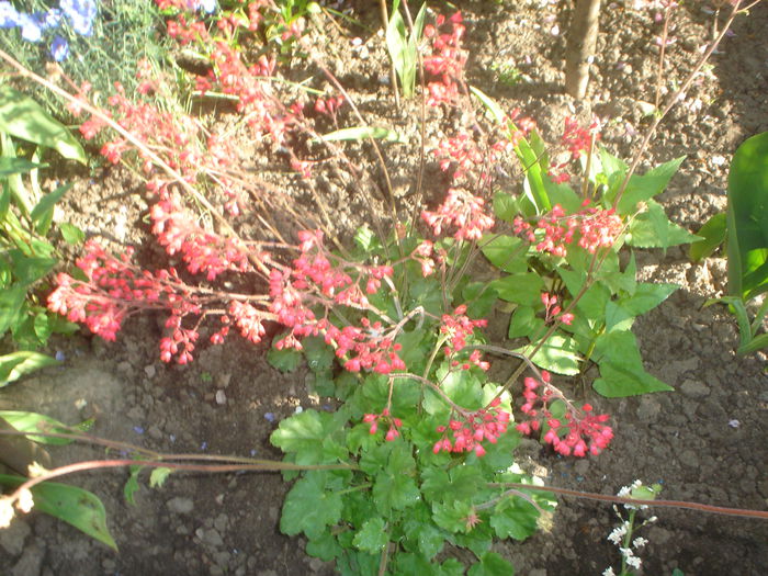 heuchera