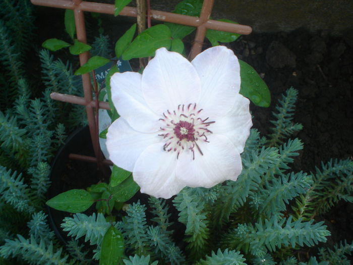 clematis Miss Batman