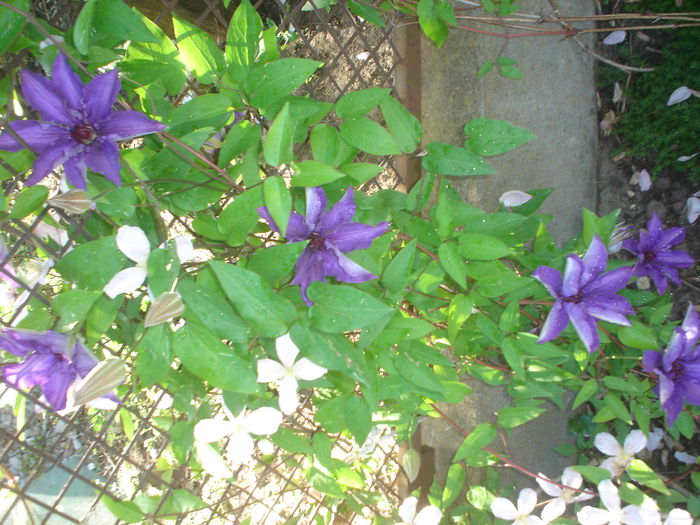 clematis