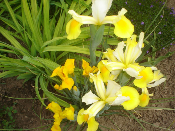 iris hollandica