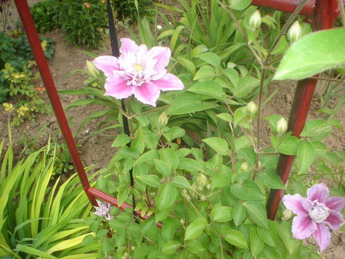 clematis Piilu