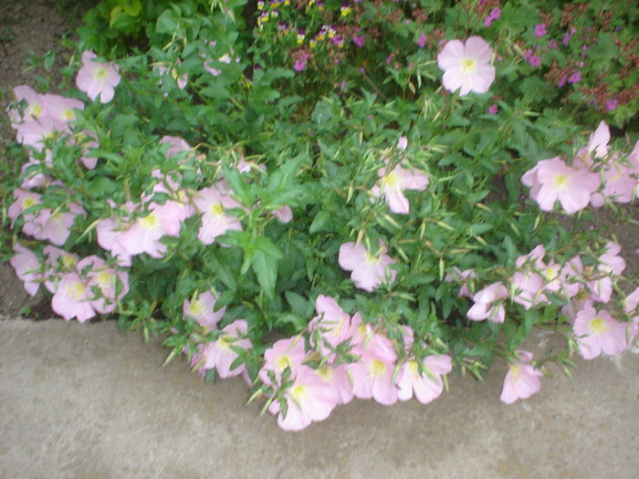 oenothera
