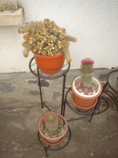cactusi - Gradina casei 2015