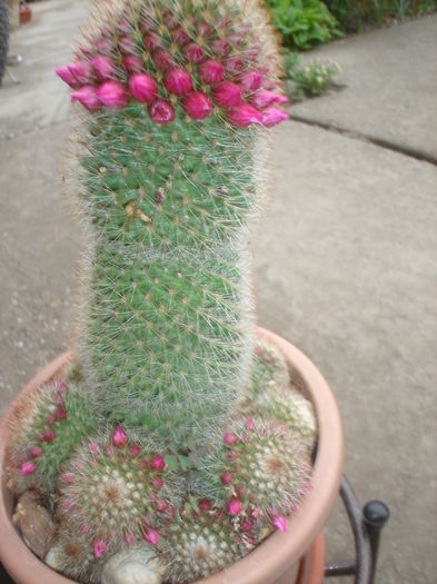 cactus
