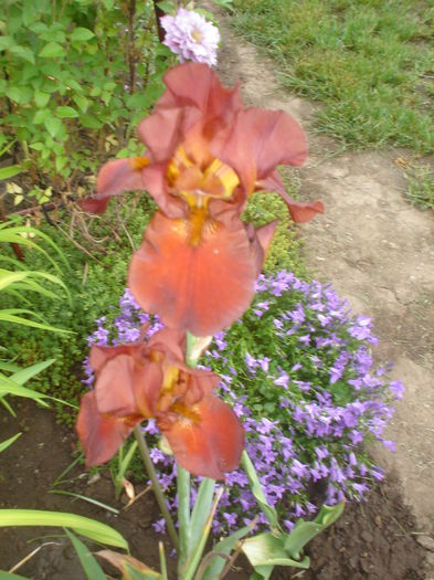 iris si campanula