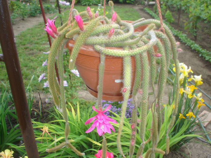cactus - Gradina casei 2015