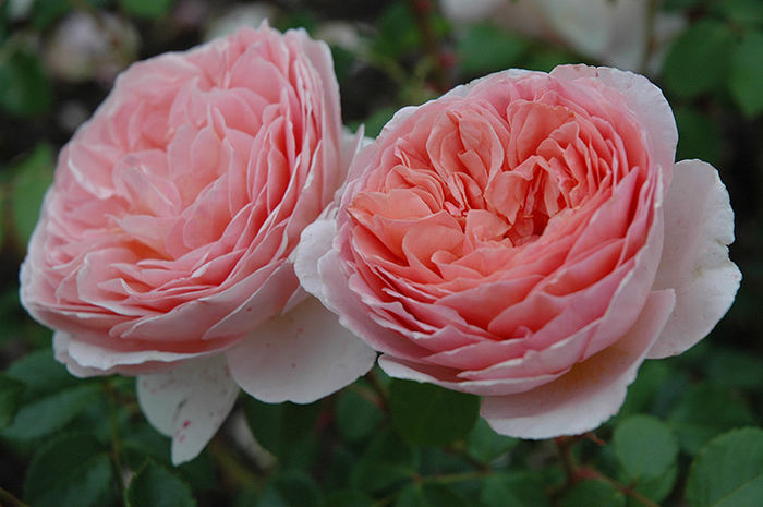 ABRAHAM DARBY; Am pus in toamna .
Lastar de la Cristina .
