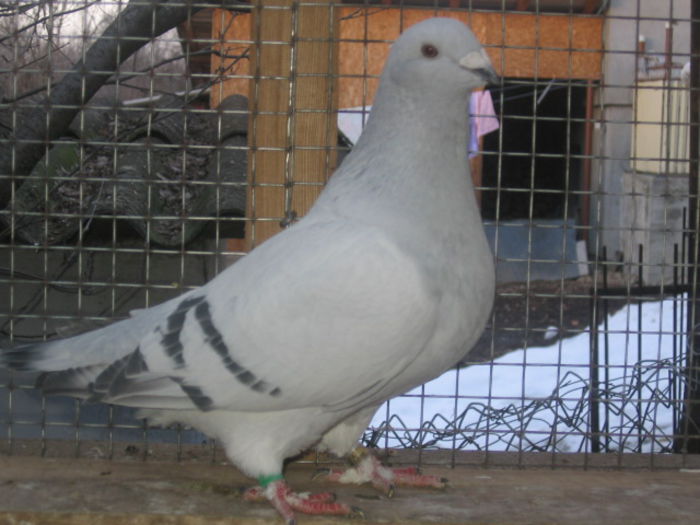 VANDA - vanduta 2016; Femela 2012.
