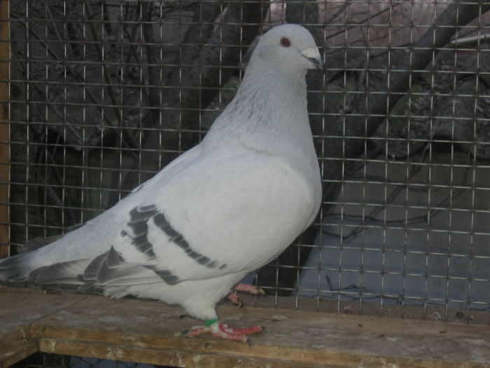 VANDA - vanduta 2016; Femela 2012.
