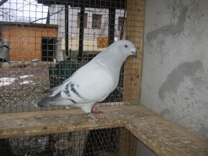 SERKAN - vandut 2016; Mascul 2013.
