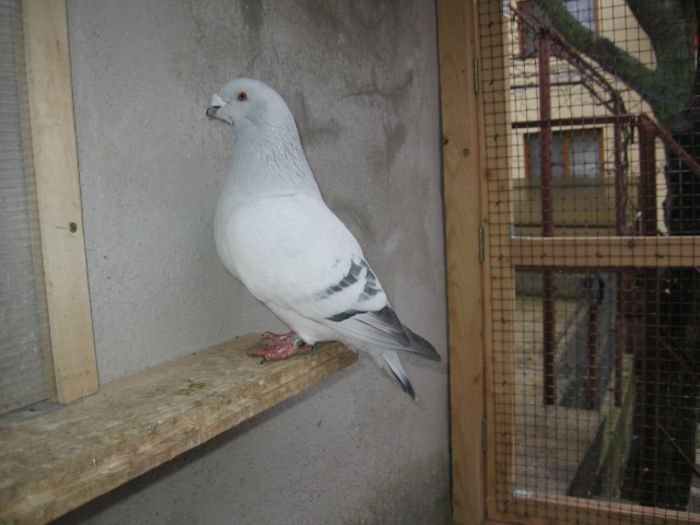 SERKAN - vandut 2016; Mascul 2013.
