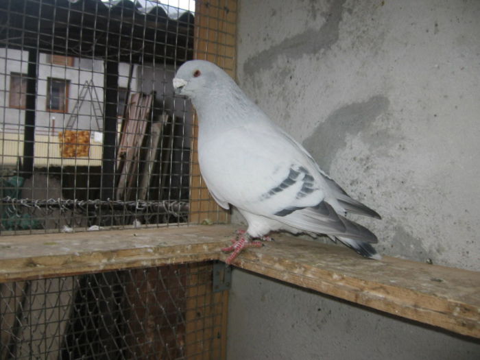 SERKAN - vandut 2016; Mascul 2013.
