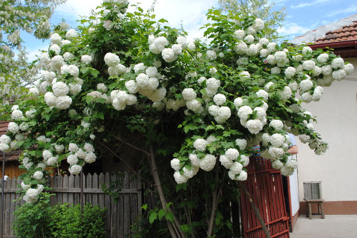 17 mai,Viburnum opulus Roseum
