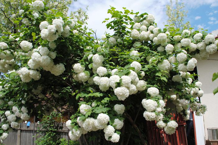 Boule de neige sau Calin sau Bulgaras