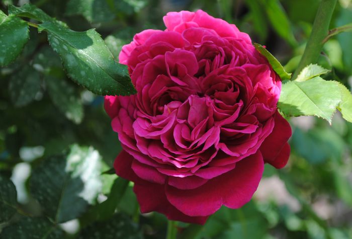 salma es said - 2015 trandafiri - I