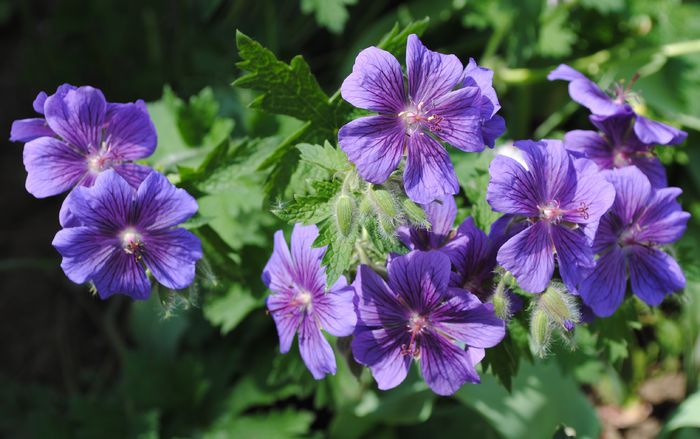 17 mai,geranium magnificum - 2015 plantele mele