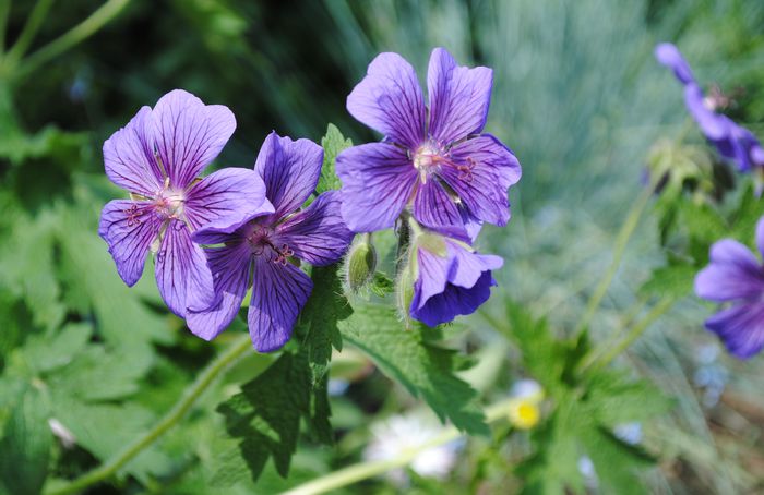 anul trecut n-a inflorit.. - 2015 plantele mele