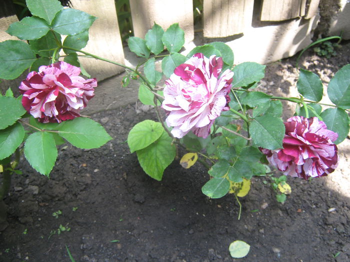 Picture My plants 3228