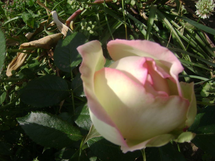 eden rose - Trandafiri 2015 1