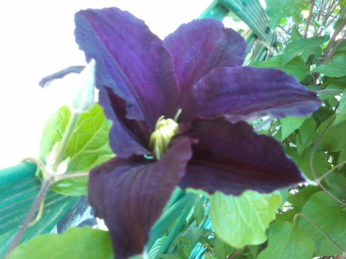 prima floricica anul asta
