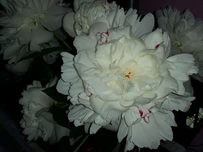 bujor - flori 2015
