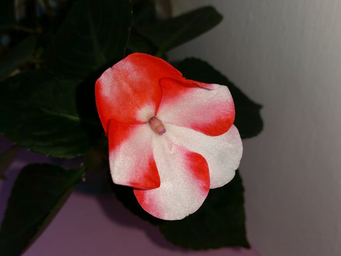 impatiens - flori 2015