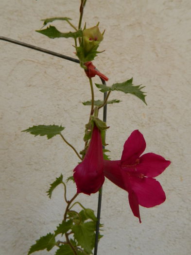 Lophospermum vine red