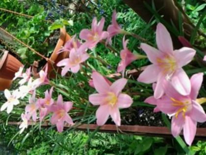 Fotografie4633 - alte flori 2