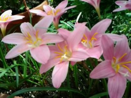 Fotografie4635 - alte flori 2