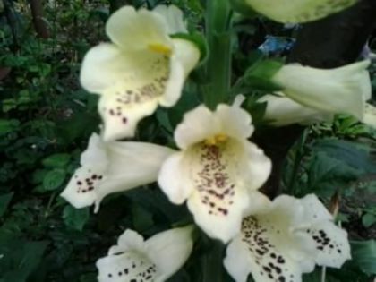 Fotografie4639 - alte flori 2