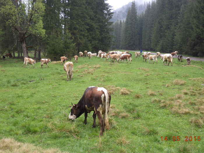 Aici  ne odihnim putin - Urcatul la stana cu vacile in Dealul Alb-2015