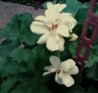 muscat%u0103 galben%u0103 - Muscatele mele