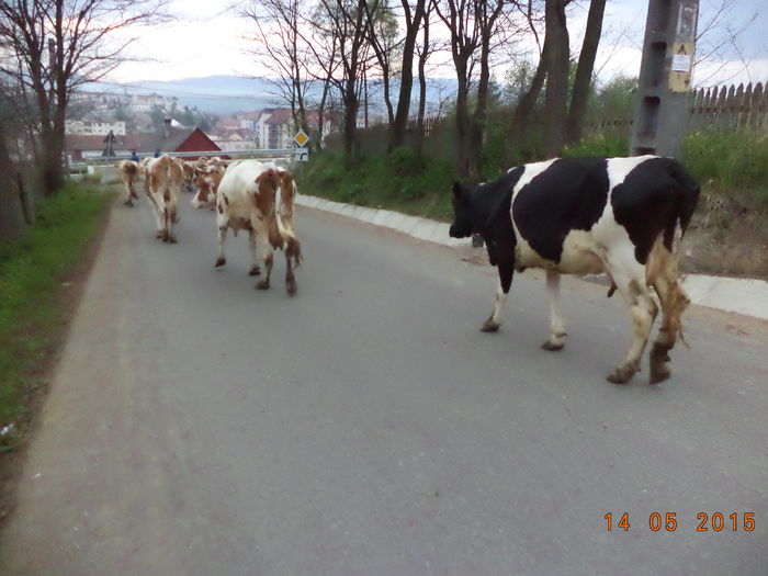 Am ajuns la asfalt - Urcatul la stana cu vacile in Dealul Alb-2015