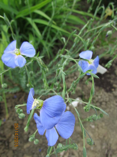 Linum perene - primavara 2015