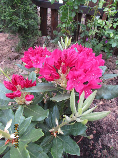 Rhododendron Nova Zembla